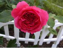 �������� �������