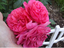 �������� �������, ����������