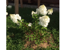 ������� �����