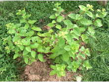 ������� ���