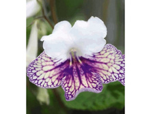 harlequin damsel.jpg