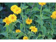 ��������� (���������) (�ϣ ����)