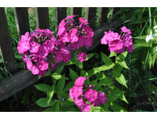 ����� ���������