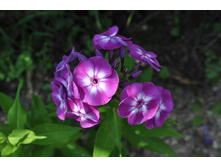 ����� �����