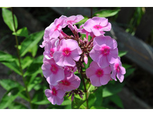 ����� ���� ������