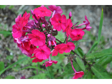 ��������� ����