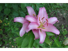 ����� ��� ����