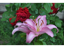 ��� ����