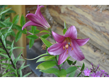 ����� �����