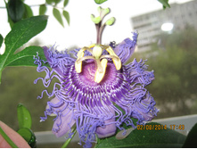 ���������� "Blue Velvet".