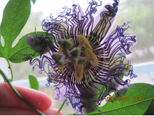 ���������� "Blue Velvet".