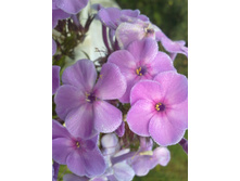 ����� (1).jpg