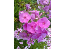 ����� (2).jpg