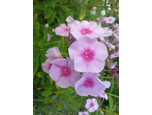 ����� (3).jpg