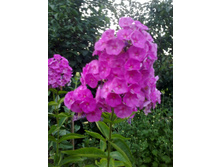 ����� ���������.jpg