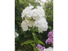 ����� �����.jpg