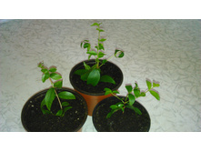 ���� ������������� - 150  ���.