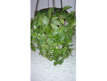 Hoya lacunosa Eskimo- ������ �������� �������� ...