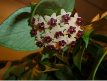 Hoya polyneura - ������ �������� ...