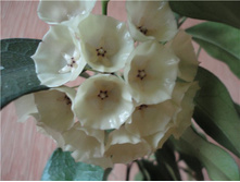 ���� campanulata- ������ �������� ...