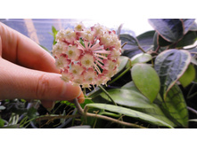 ���� Finlansonii Long - ��� ��� ����� ....