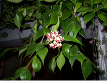 Hoya polyneura - ������ �������� ...