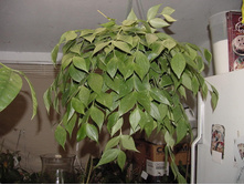 Hoya polyneura - ������ �������� �������� ....