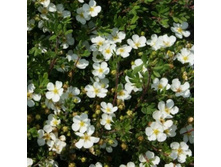 �������� ������������� Abbotswood-200�