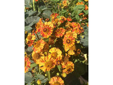 �������� 1.JPG