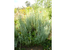 P1020814.JPG������