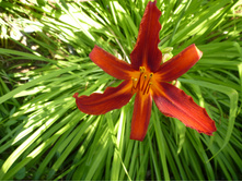 P1020815.JPG �������� 40�.