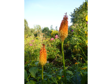 P1020818.JPG ��������