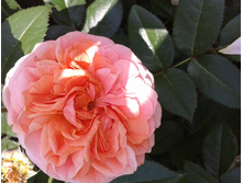 ����-0420 (2).jpg