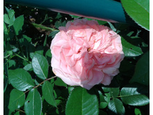 ����-0421 (2).jpg