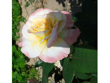 ����-0424 (2).jpg