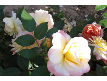 ����-0425 (2).jpg