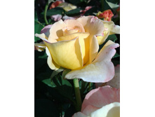 ����-0427 (2).jpg