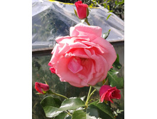 ����-0428 (2).jpg