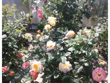 ����-0433 (2).jpg