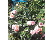 ����-0445 (2).jpg