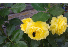 ����-0461 (2).jpg