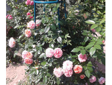 ����-0439 (2).jpg