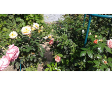 ����-0453 (2).jpg