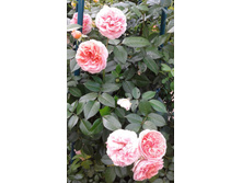 ����-0476 (2).jpg