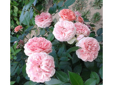 ����-0475 (2).jpg