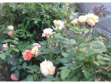 ����-0479 (2).jpg