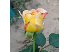 ����-0490 (2).jpg