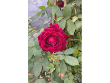 ����-0480 (2).jpg