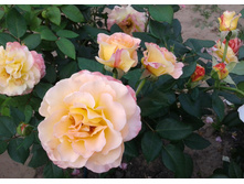 ����-0485 (2).jpg