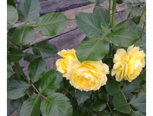 ����-0498 (2).jpg